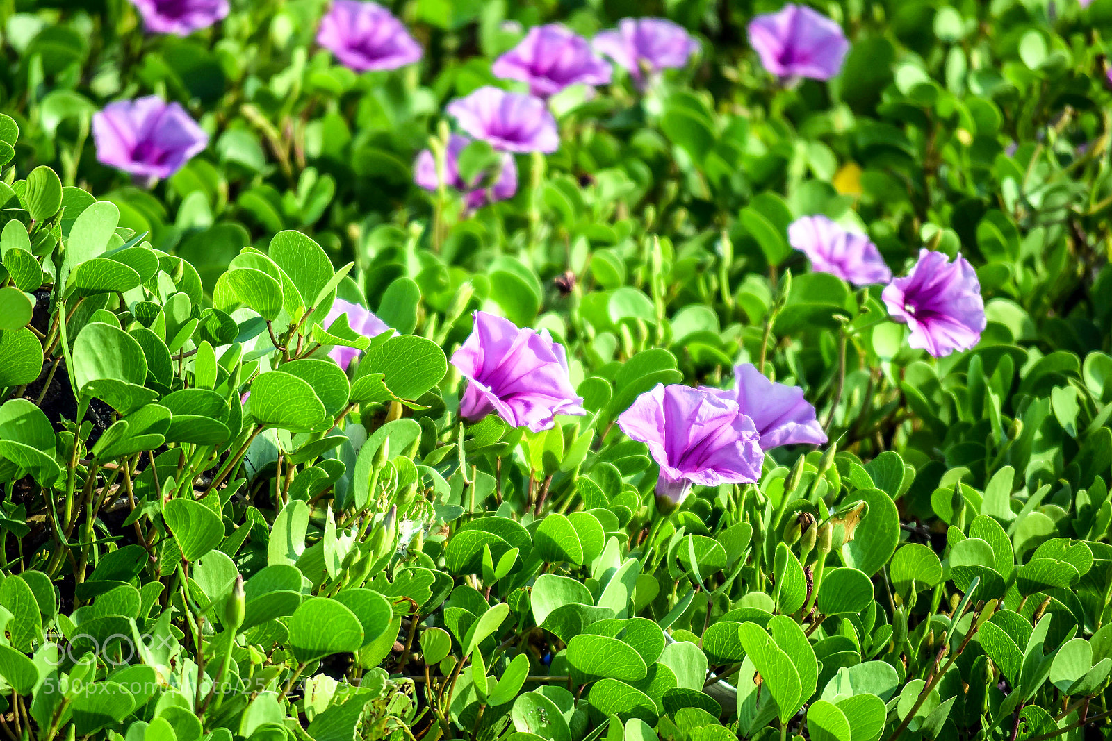 Nikon D3300 sample photo. ... photography