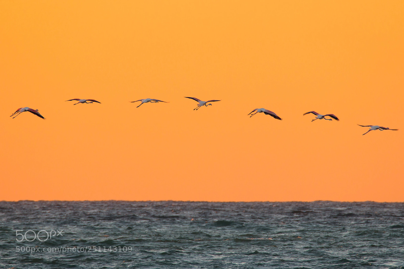 Canon EOS 70D sample photo. Flying in the sunset photography