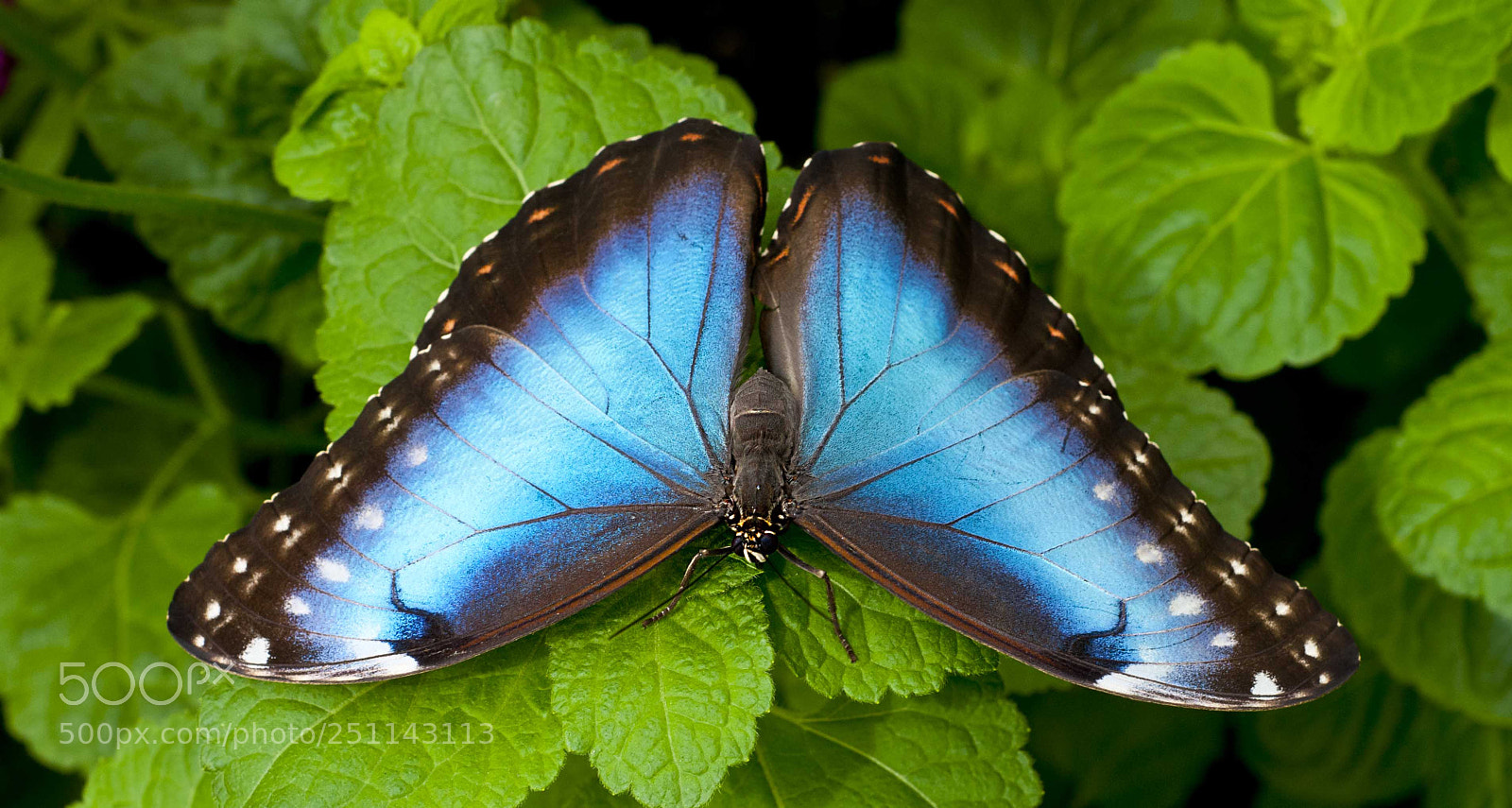 Nikon D300 sample photo. Blue morpho photography
