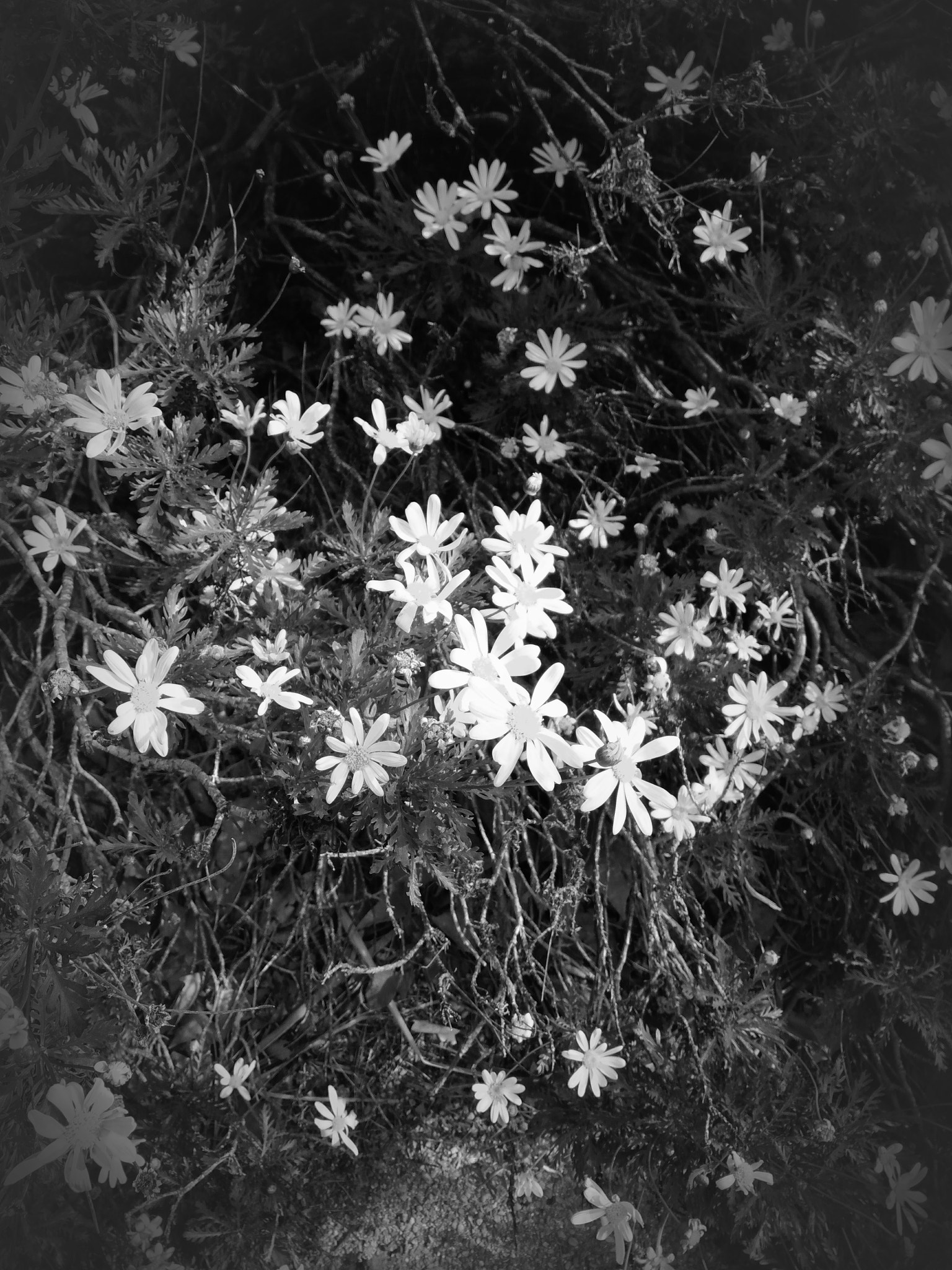 ASUS ZenFone 3 Max (ZC553KL) sample photo. Daisy in black and white photography