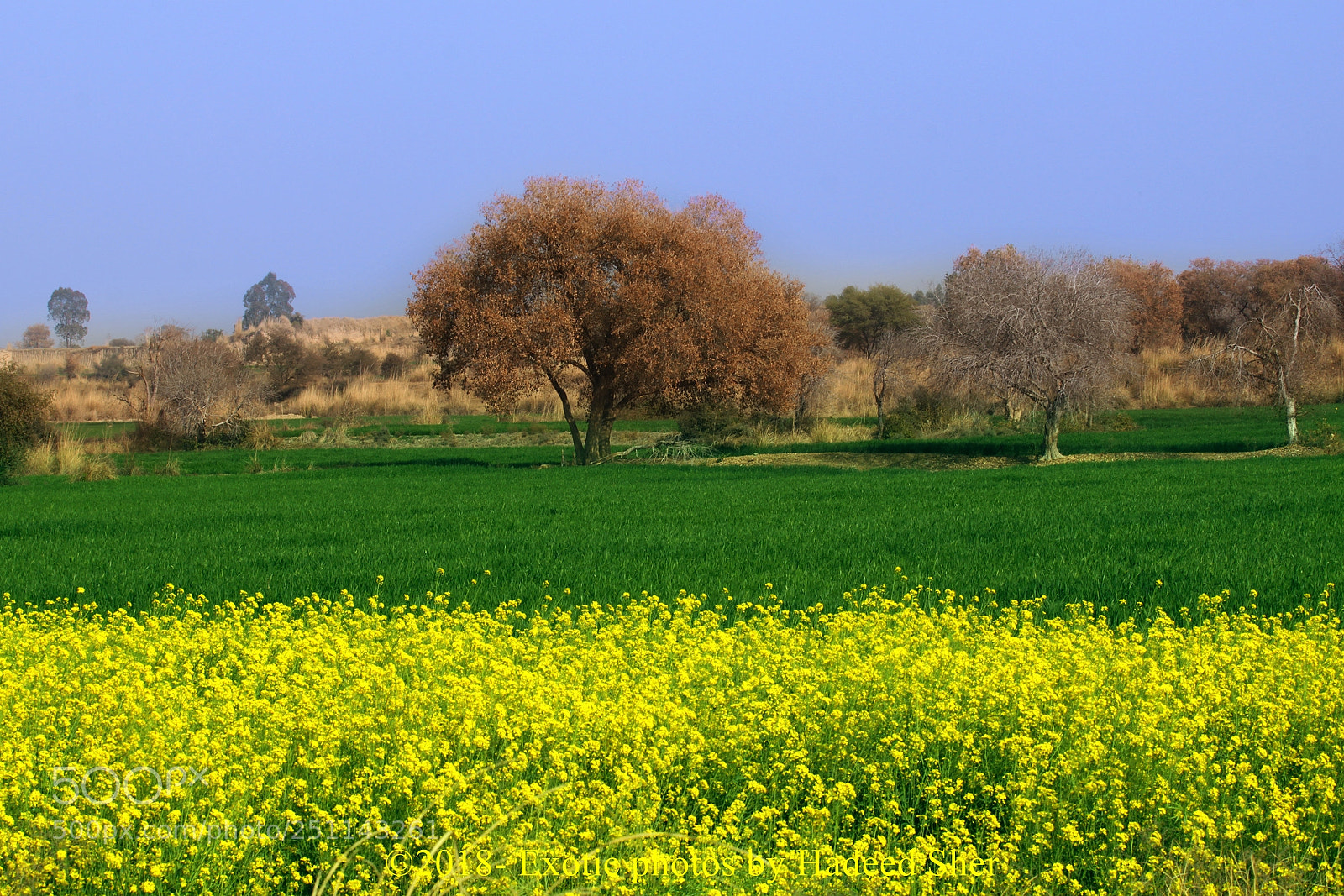 Canon EOS 500D (EOS Rebel T1i / EOS Kiss X3) sample photo. Colorful punjab photography