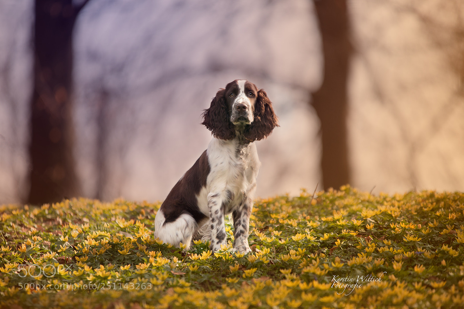 Canon EOS 5D Mark IV sample photo. Fairytale photography