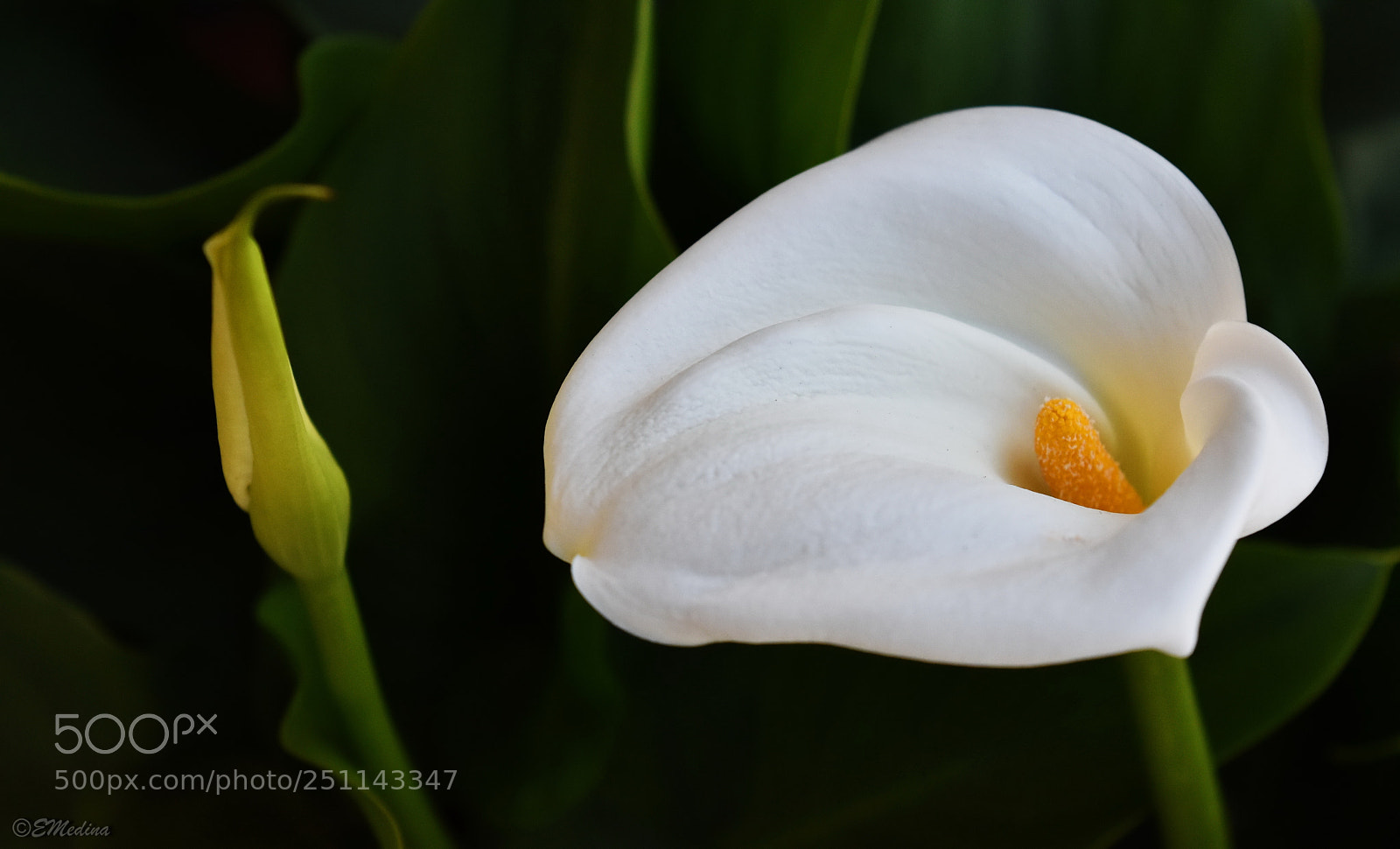 Nikon D5500 sample photo. Calas photography
