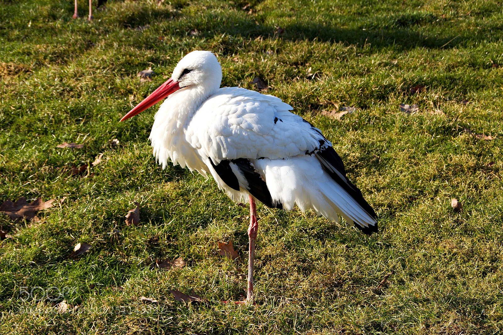 Canon EOS 600D (Rebel EOS T3i / EOS Kiss X5) sample photo. Steadfast on one leg photography