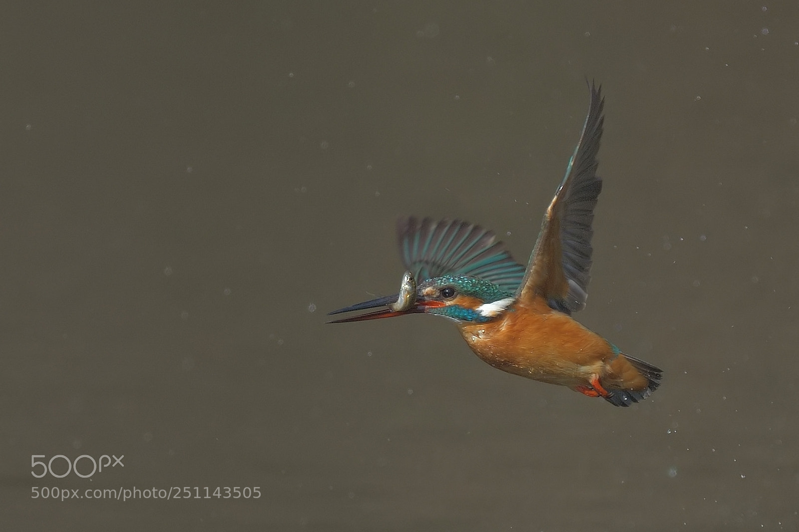 Nikon D850 sample photo. Common kingfisher photography