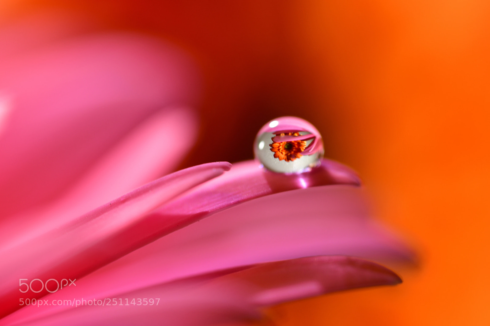 Nikon D850 sample photo. Dewdrops photography