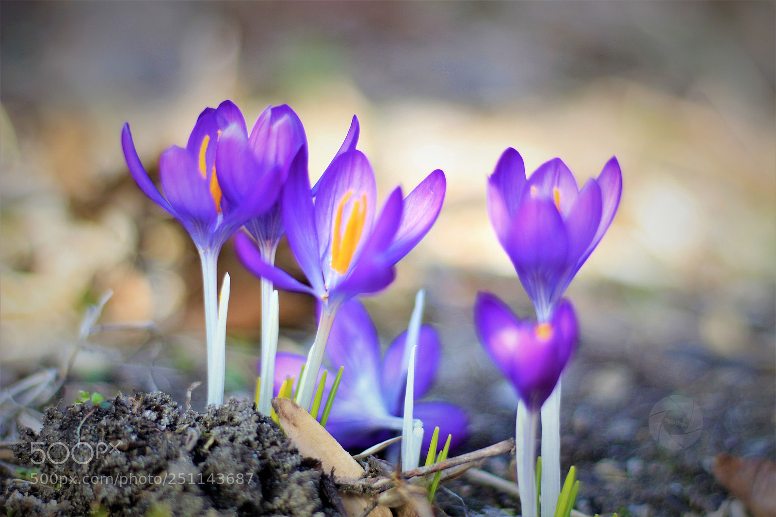 Canon EOS 1300D (EOS Rebel T6 / EOS Kiss X80) sample photo. Birth of spring photography