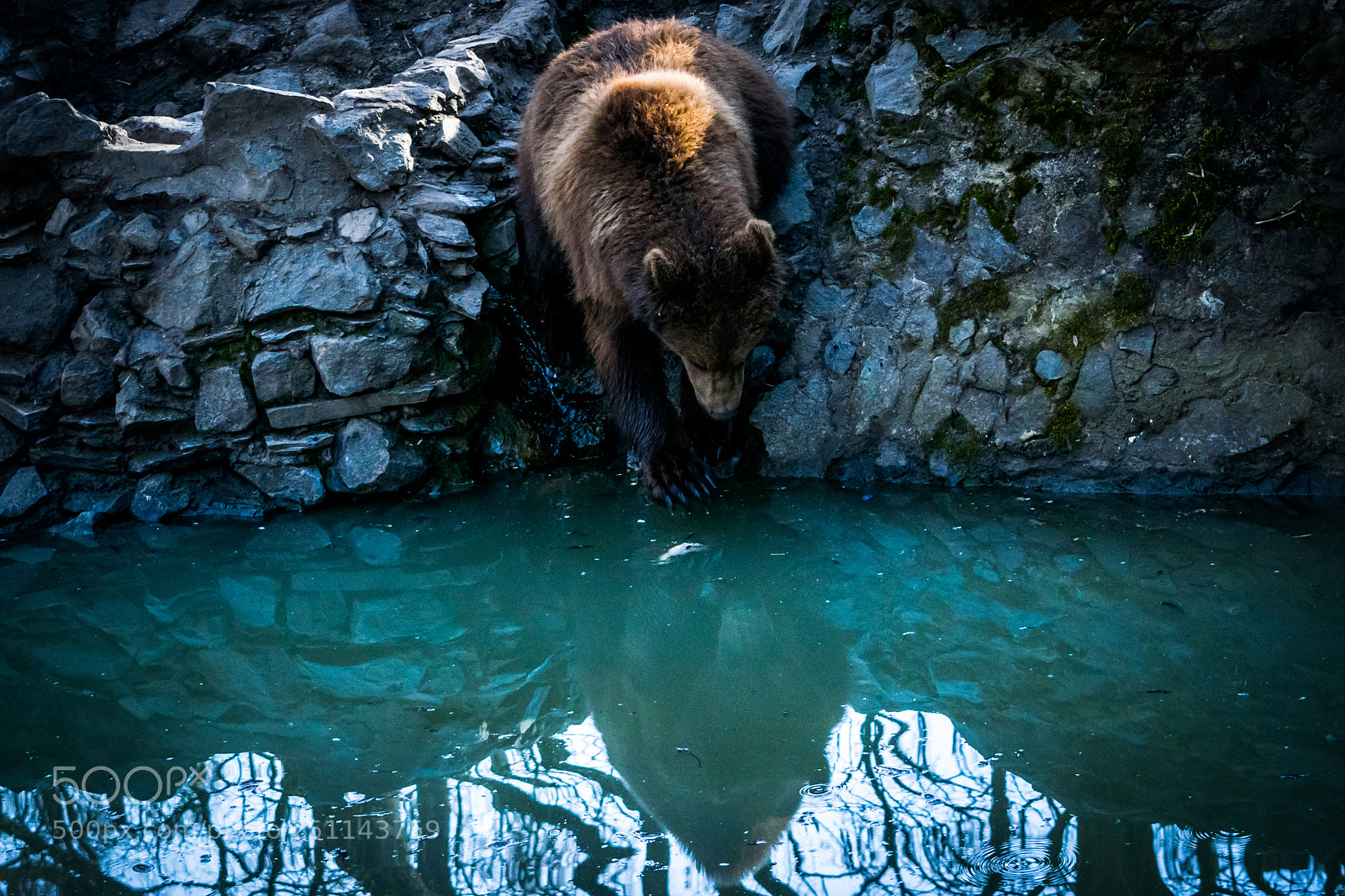 Nikon D5300 sample photo. Bear on the lake photography