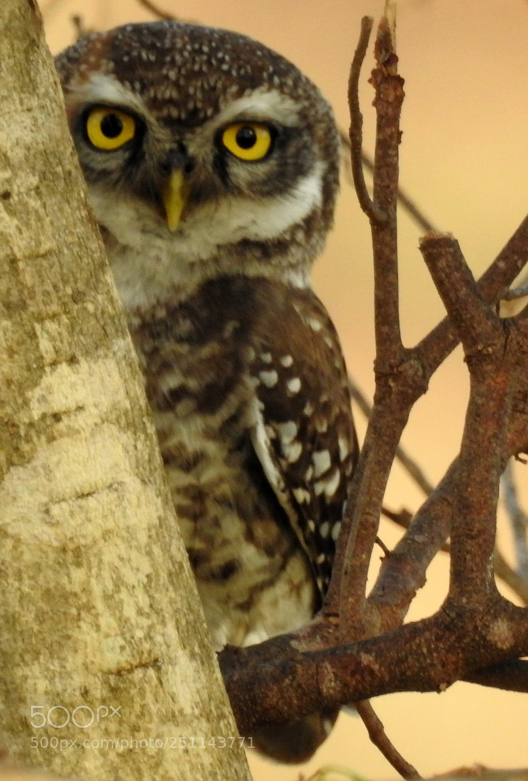Nikon Coolpix P900 sample photo. Spotted owlet photography