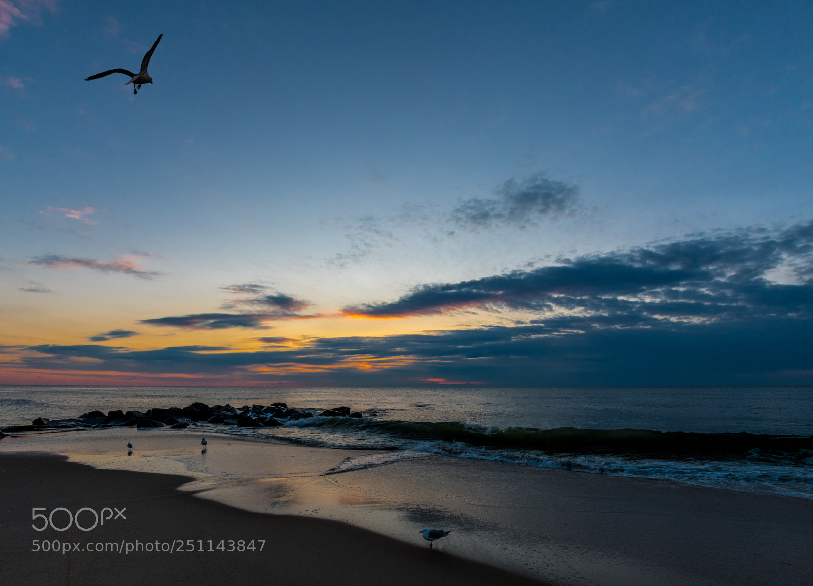 Nikon D850 sample photo. Gulls photography