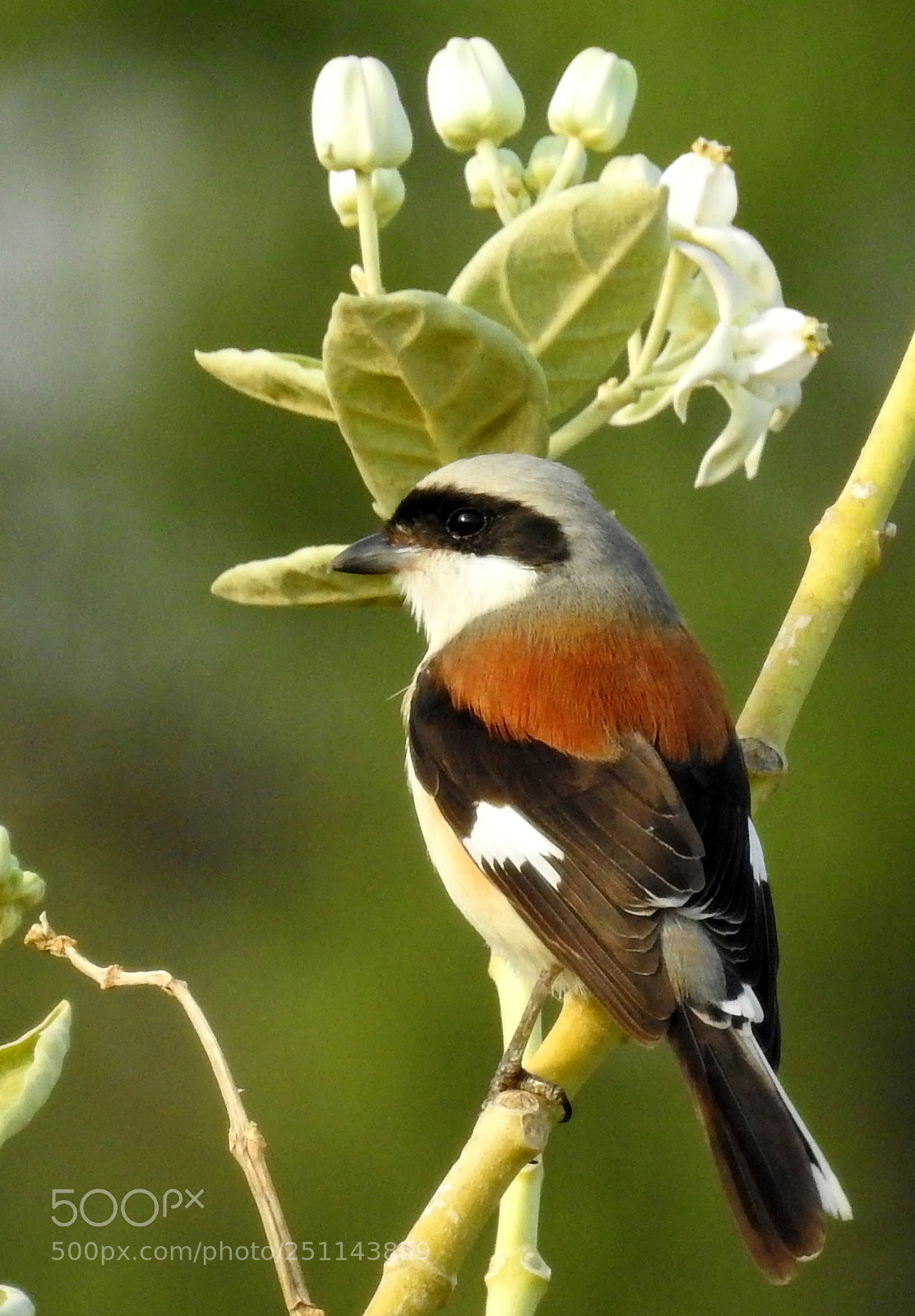 Nikon Coolpix P900 sample photo. Long tailed shrike photography