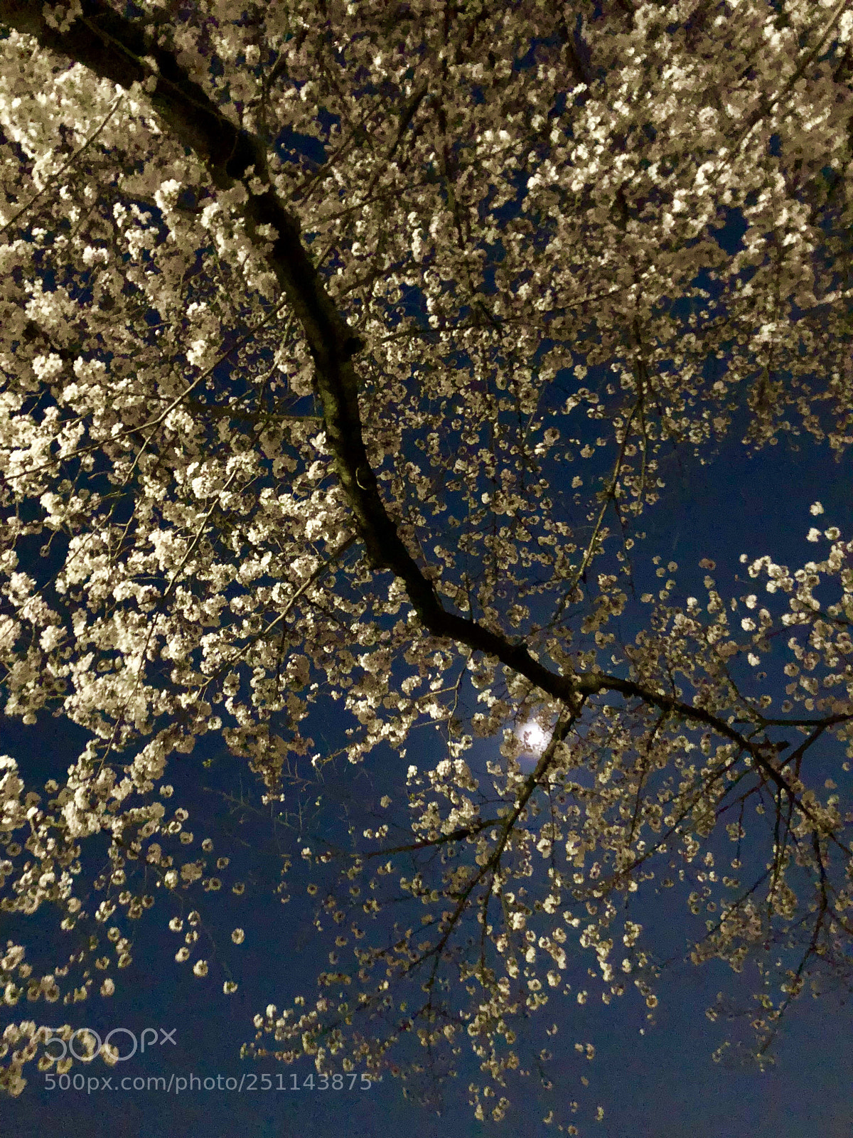 Apple iPhone 8 Plus sample photo. Moonlight  photography