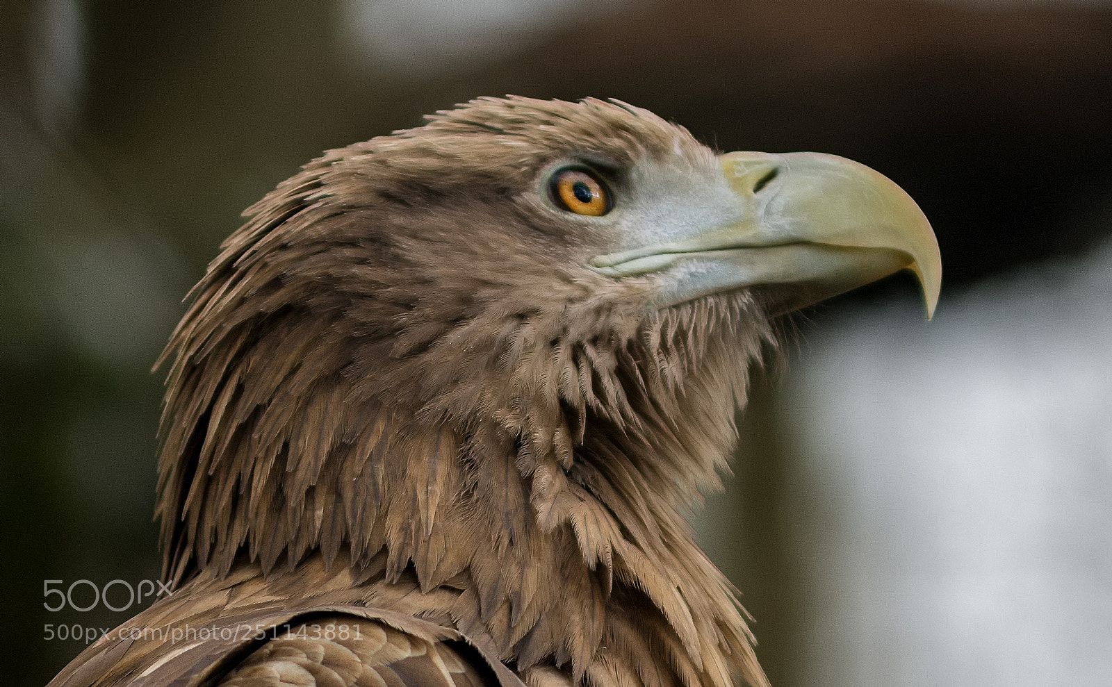 Nikon D7200 sample photo. Seeadler portrait photography