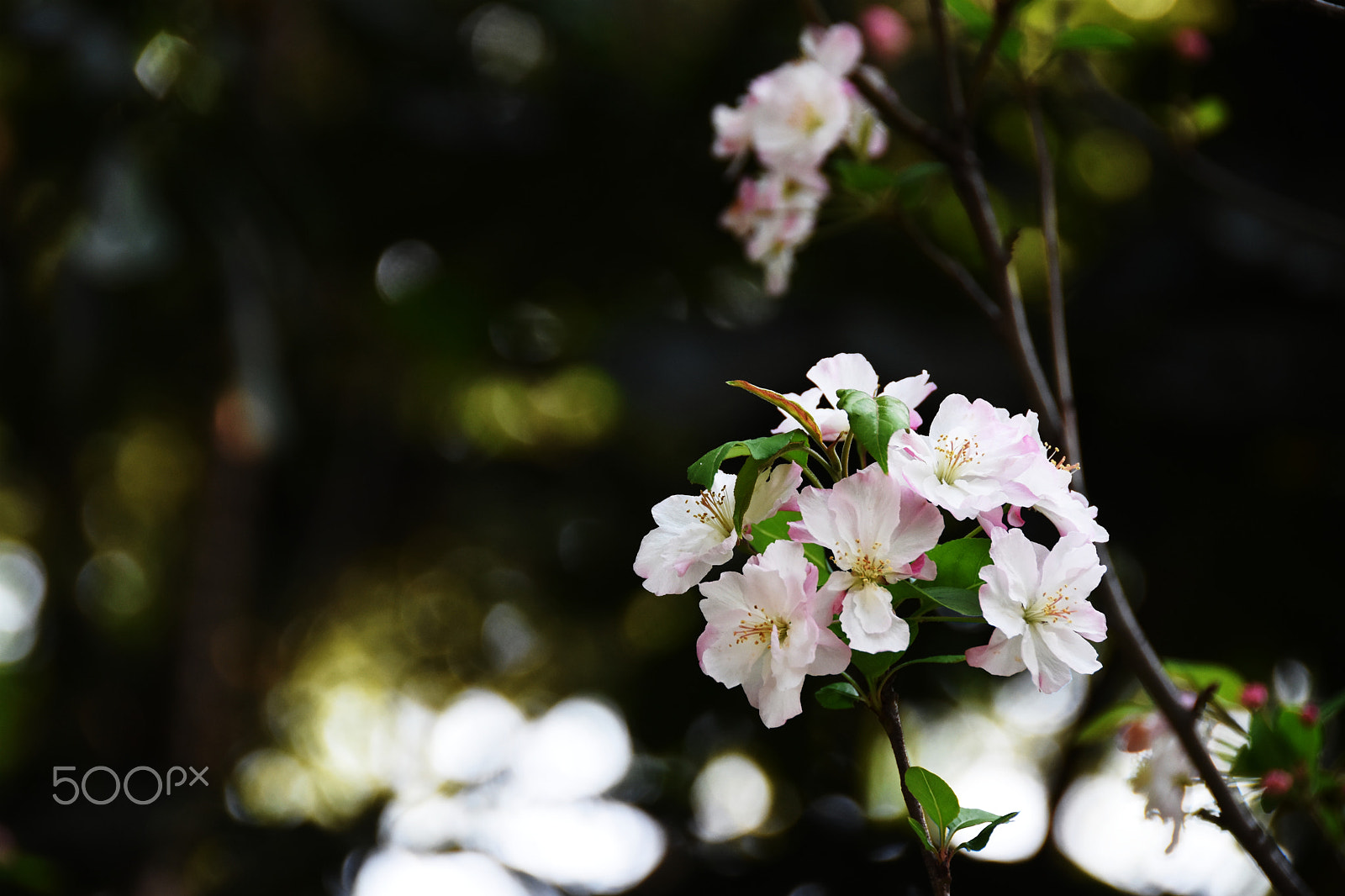 Nikon D7200 + Nikon AF-S DX Nikkor 18-200mm F3.5-5.6G ED VR II sample photo. A bit of spring---flowers photography