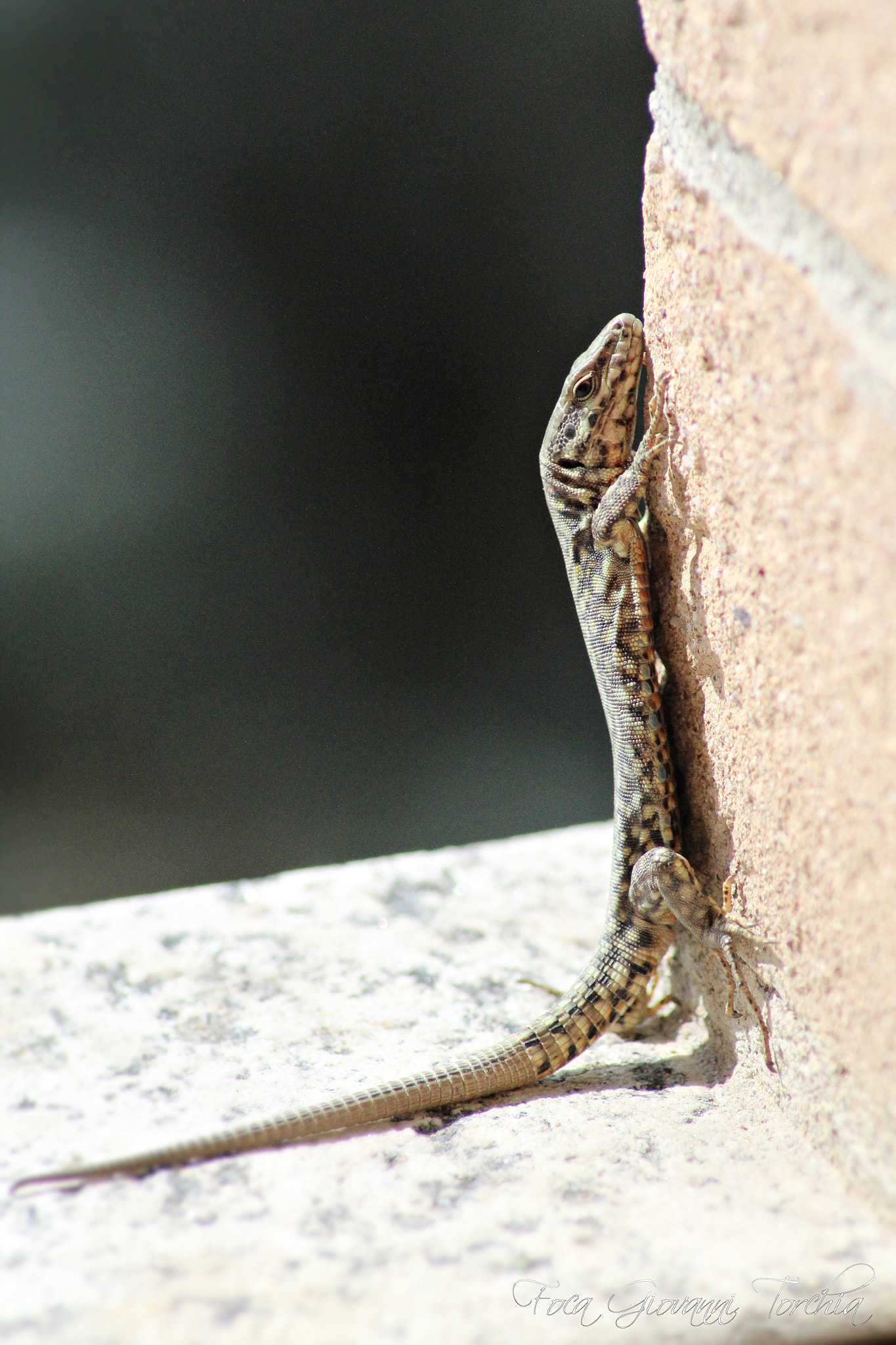 Canon EOS 1200D (EOS Rebel T5 / EOS Kiss X70 / EOS Hi) sample photo. Modern dinosaur photography