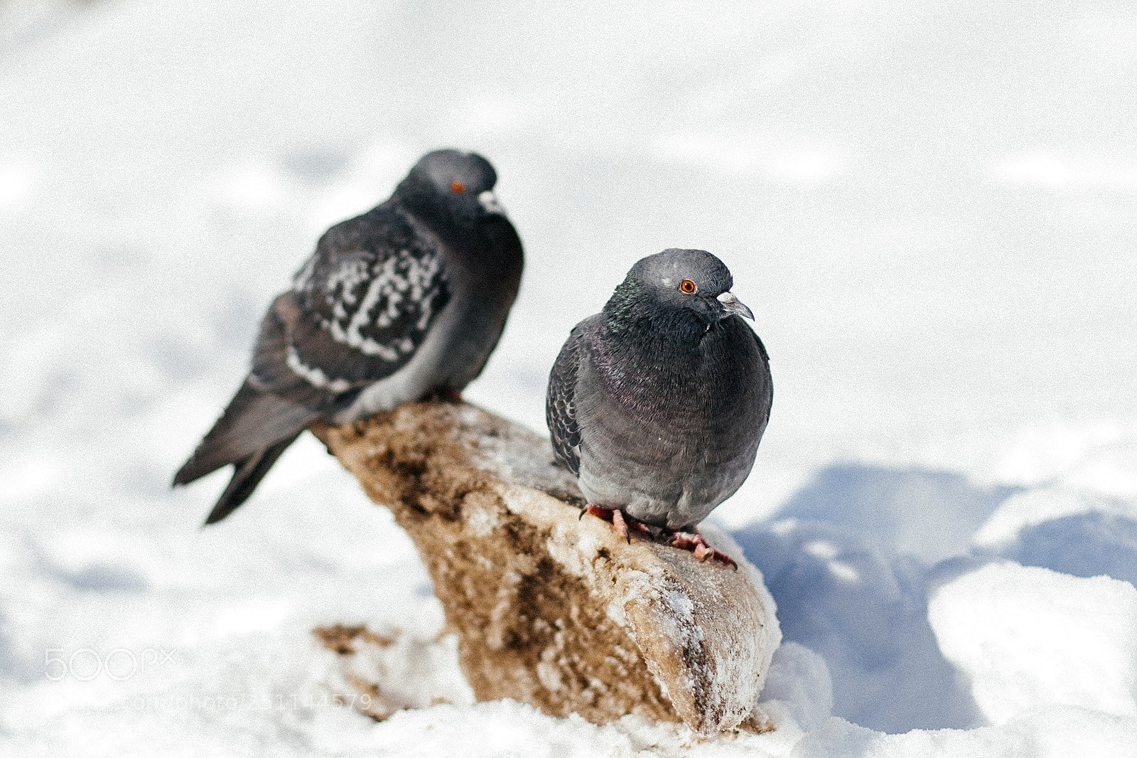 Canon EOS 5D sample photo. Pigeons photography