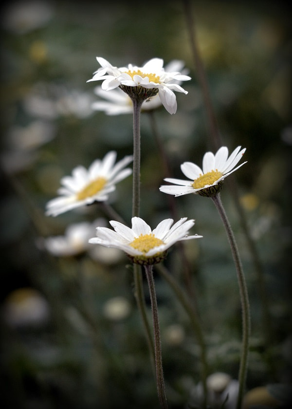 Olympus PEN E-PL8 sample photo. Friends photography