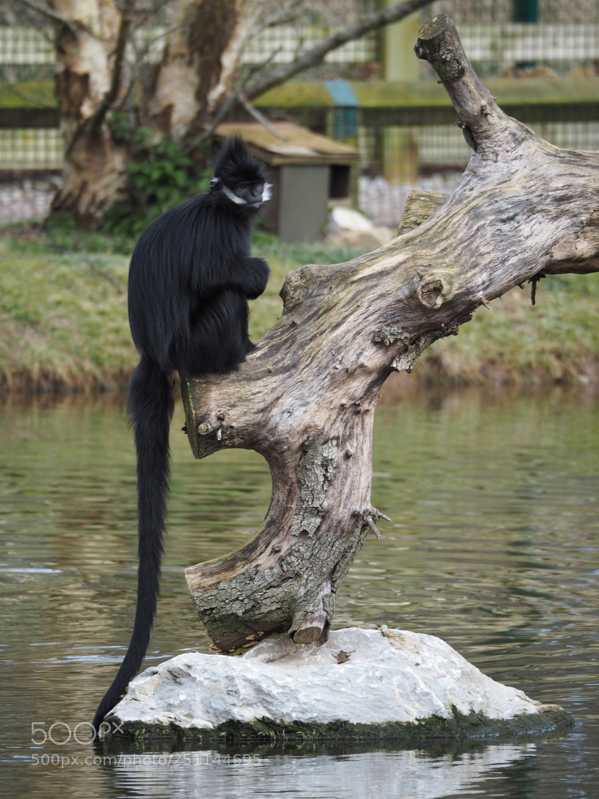 Olympus OM-D E-M5 II sample photo. Fran ois langur monkey photography