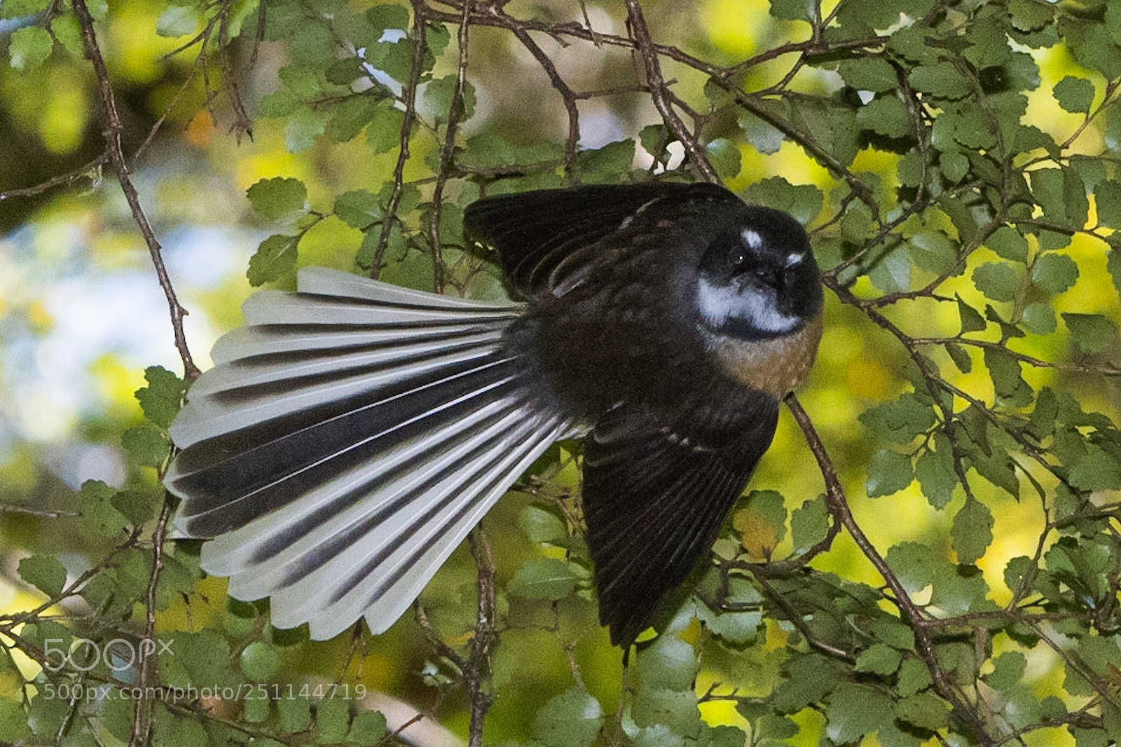 Nikon D500 sample photo. Fantail piwakawaka rhipidura fuliginosa photography