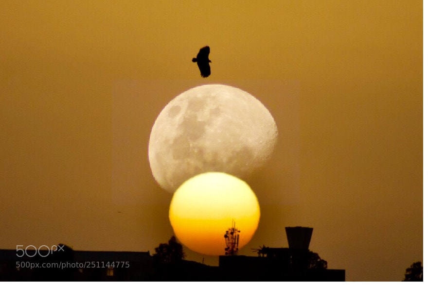 Nikon D7200 sample photo. Moon & sunrising  photography