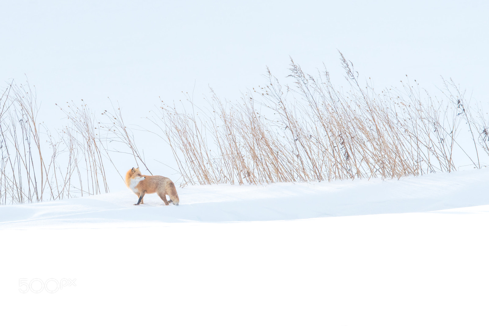 Nikon D500 sample photo. Tracker of the snowy photography