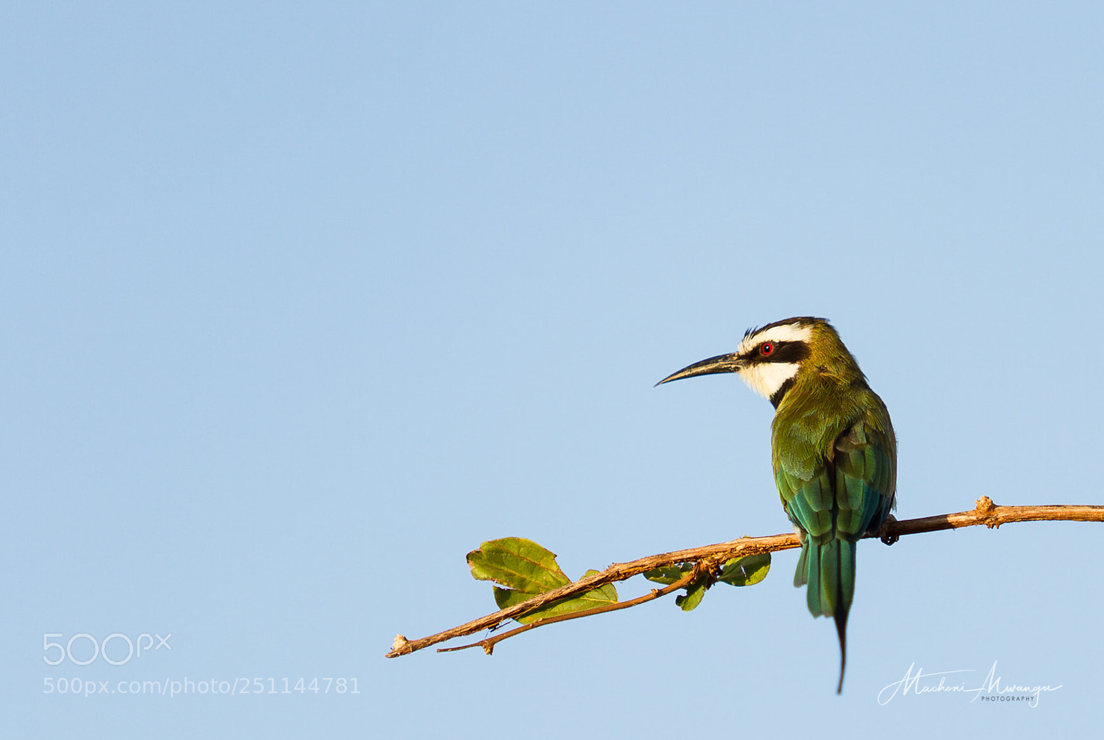 Canon EOS 7D sample photo. White throated bee eater photography