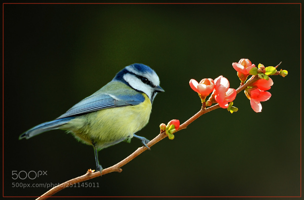 Nikon D700 sample photo. Blue tit photography