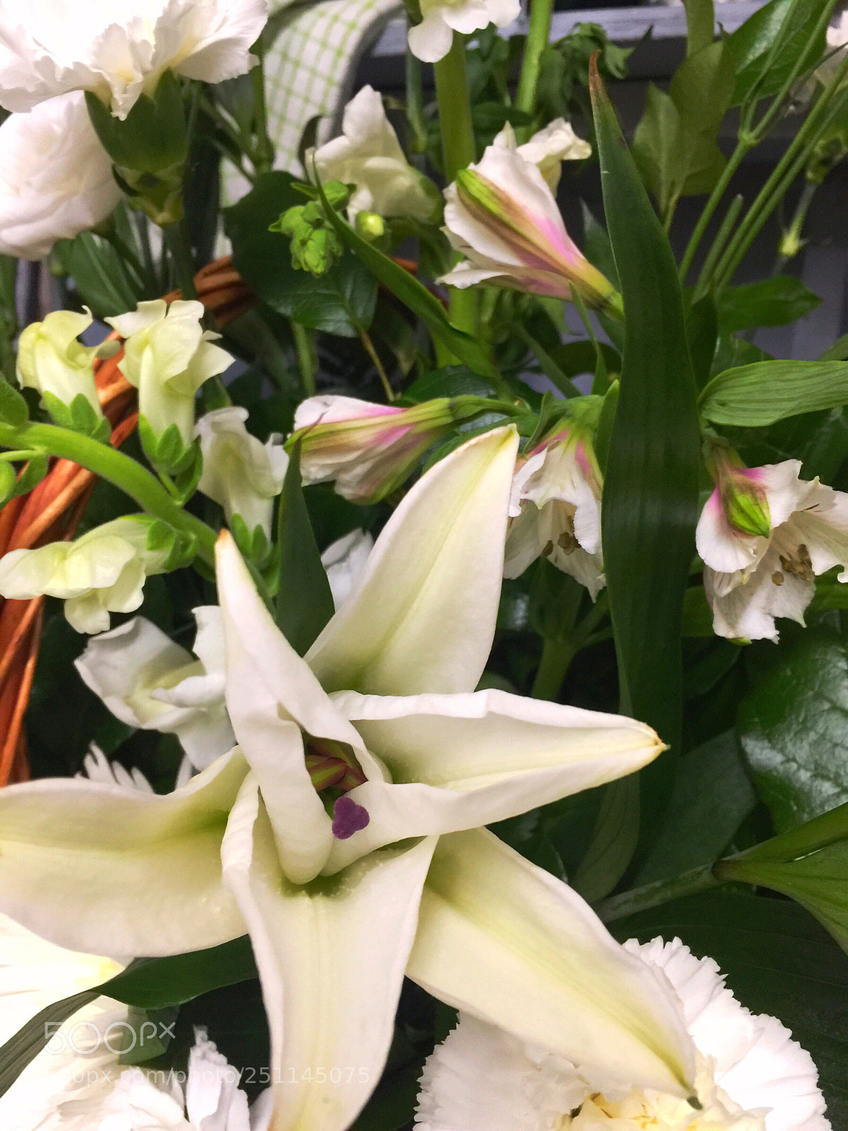 Apple iPhone 6 Plus sample photo. Today’s flower ?  photography