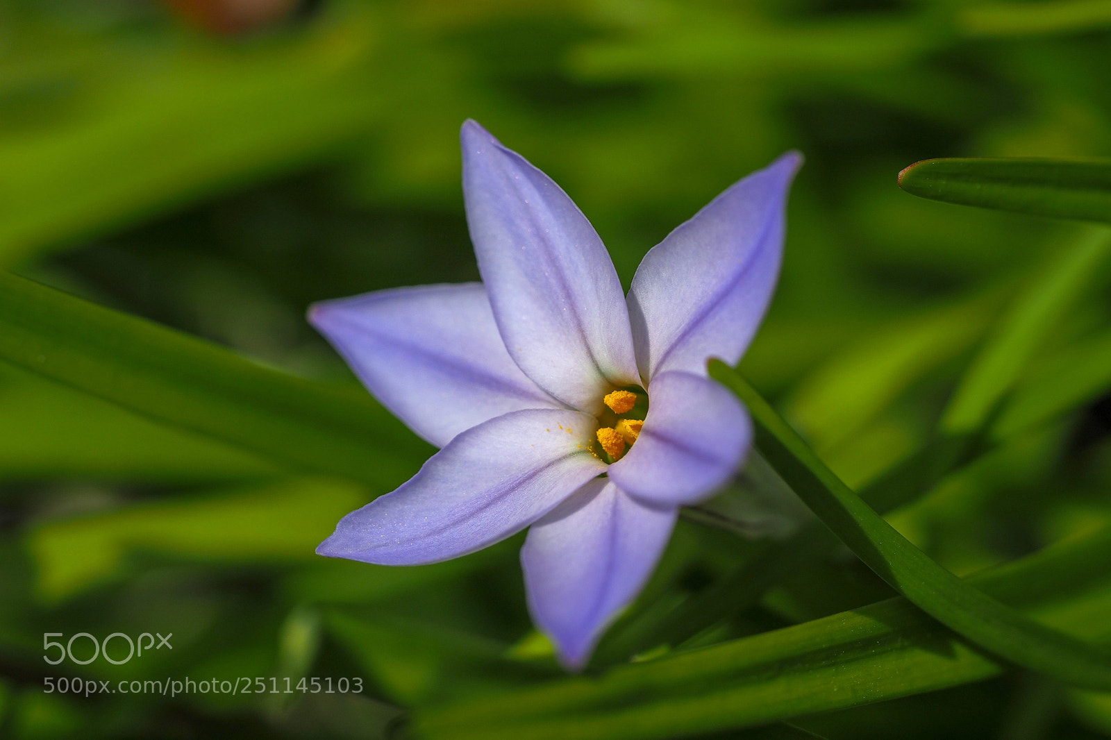 Olympus OM-D E-M1 Mark II sample photo. Ipheion blue photography