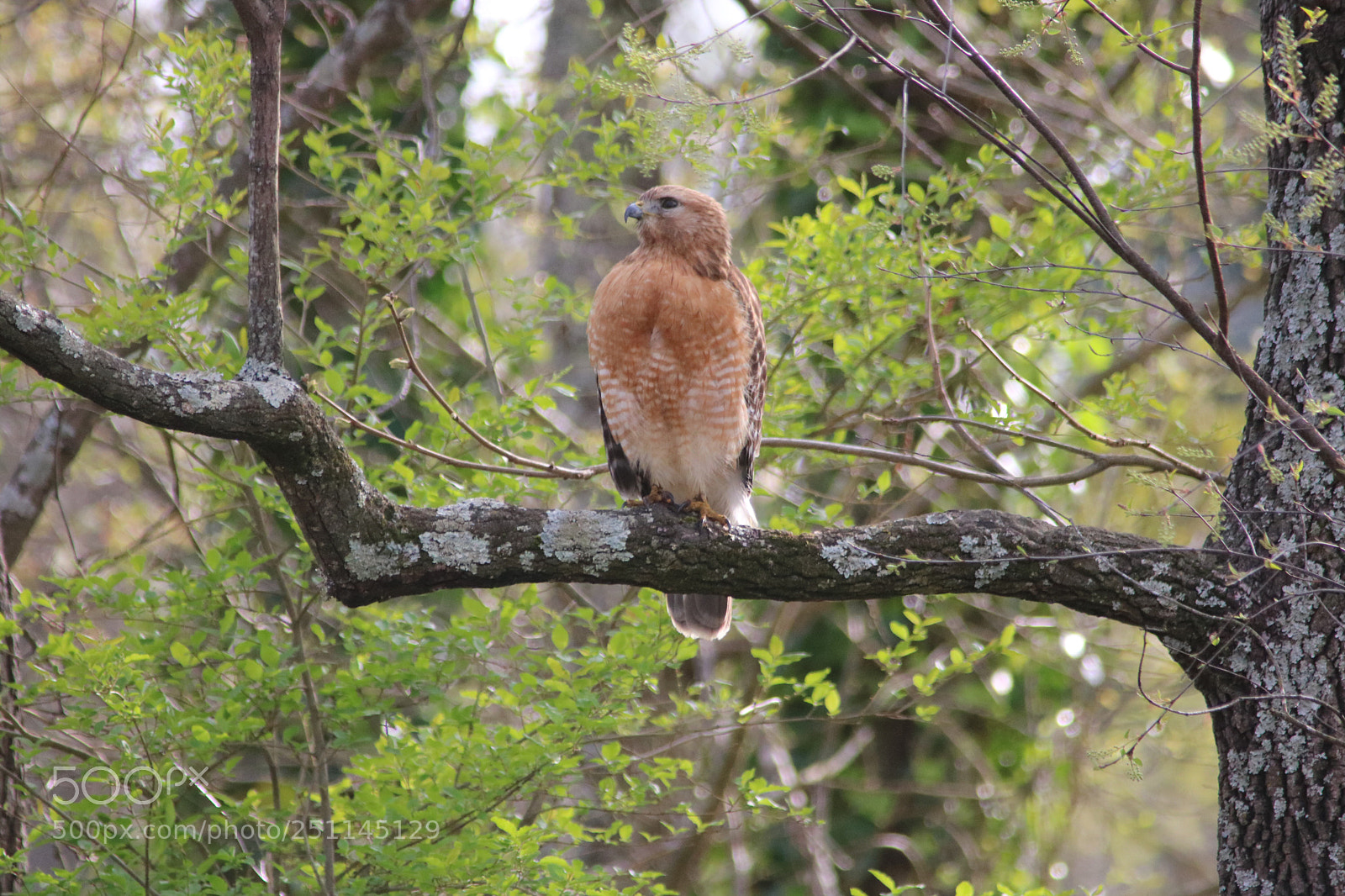 Canon EOS 760D (EOS Rebel T6s / EOS 8000D) sample photo. Standing tall photography