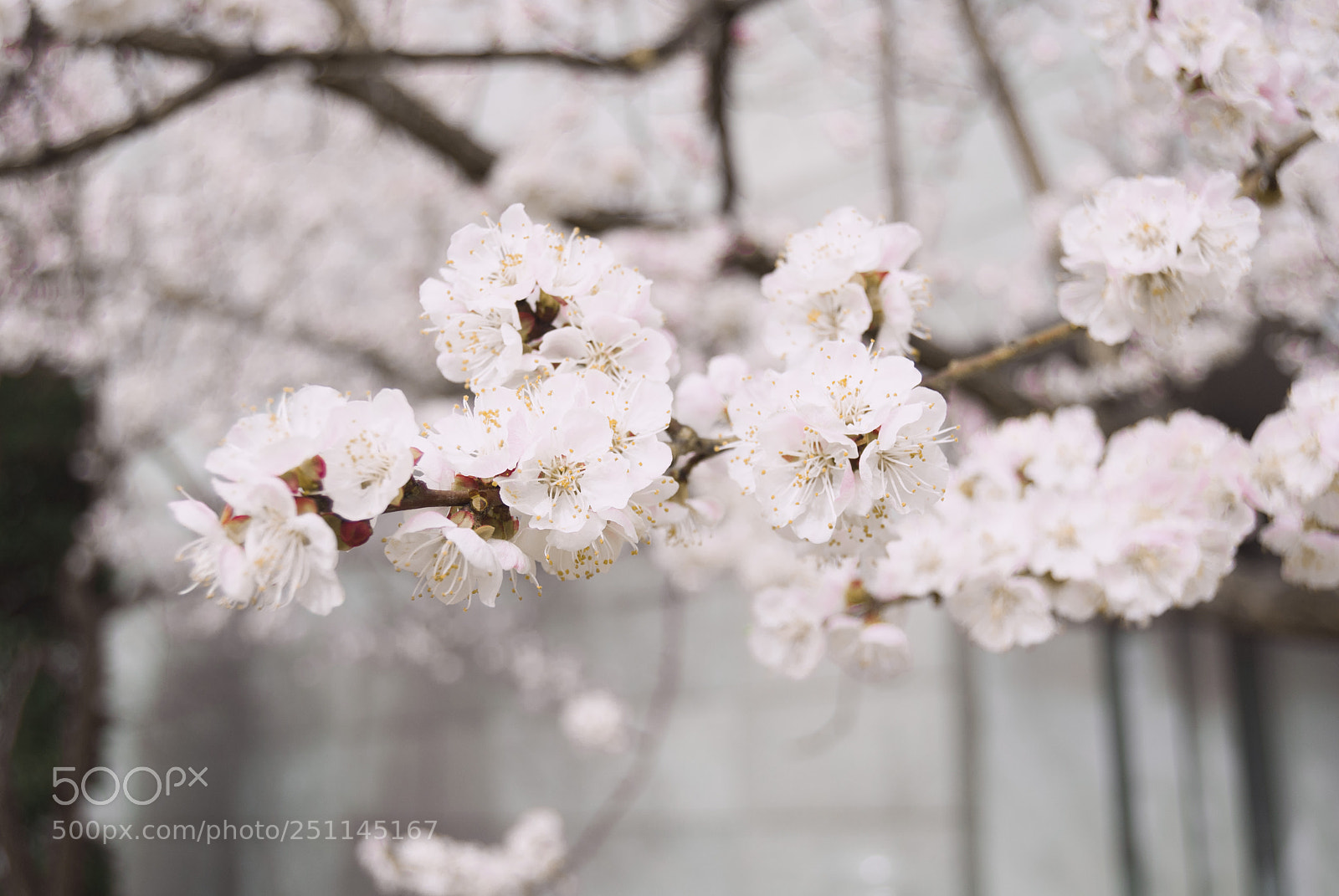 Nikon D3000 sample photo. Untitled photography