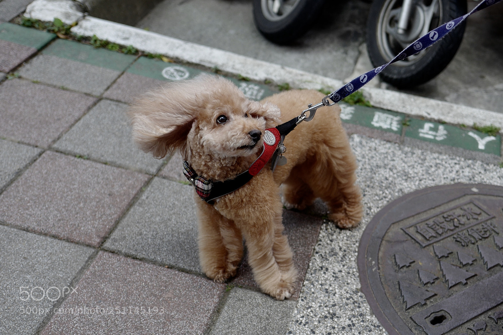 Leica Q (Typ 116) sample photo. 泰迪小可愛 photography