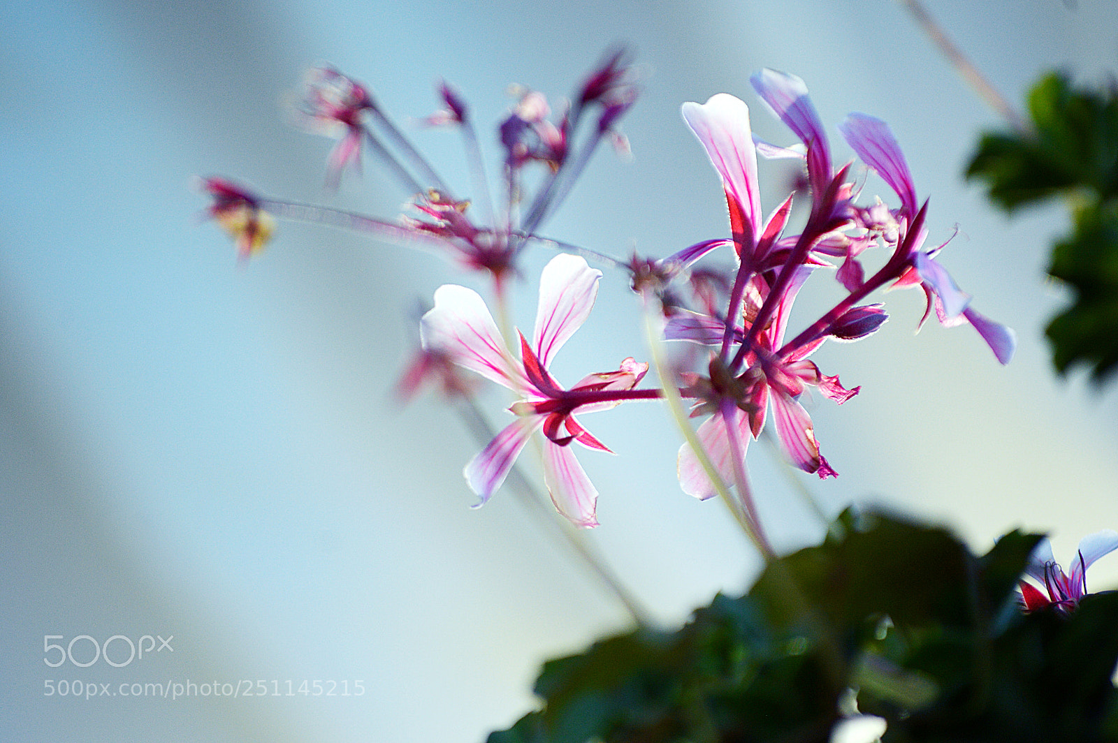 Nikon D3200 sample photo. Blooming photography