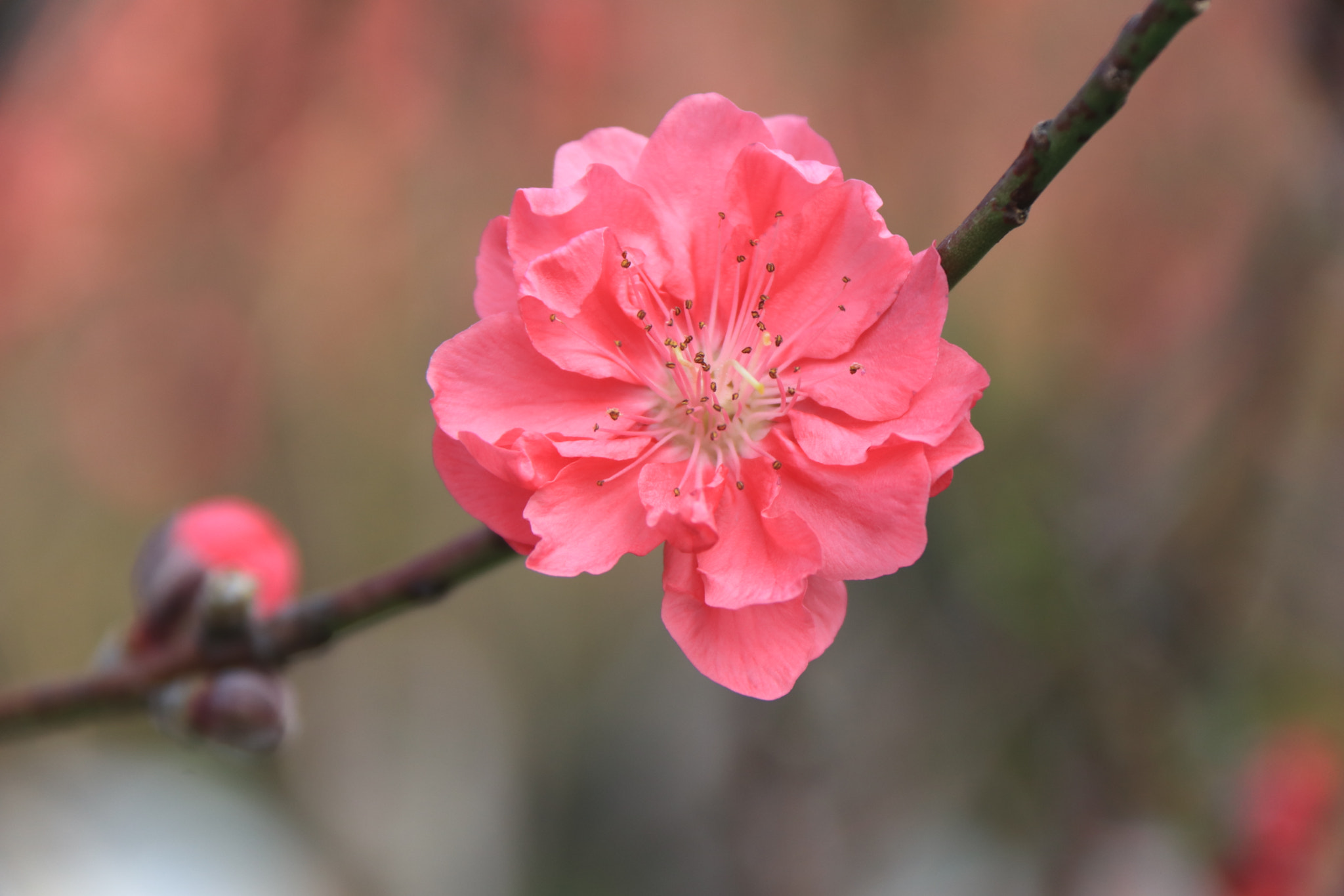 Canon EF-S 18-200mm F3.5-5.6 IS sample photo. Flower (◦˙▽˙◦) photography