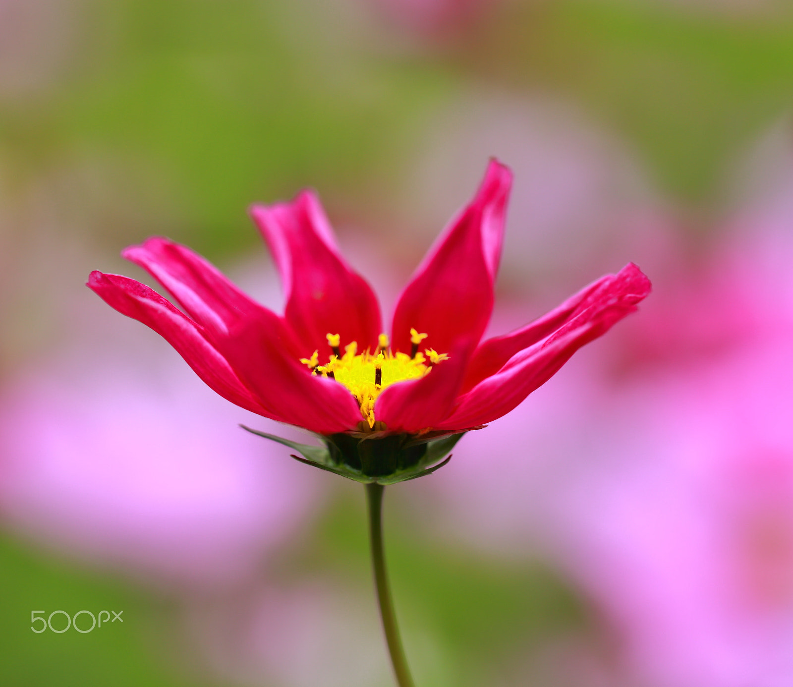 Canon EF 100mm F2.8L Macro IS USM sample photo. Cósmos photography