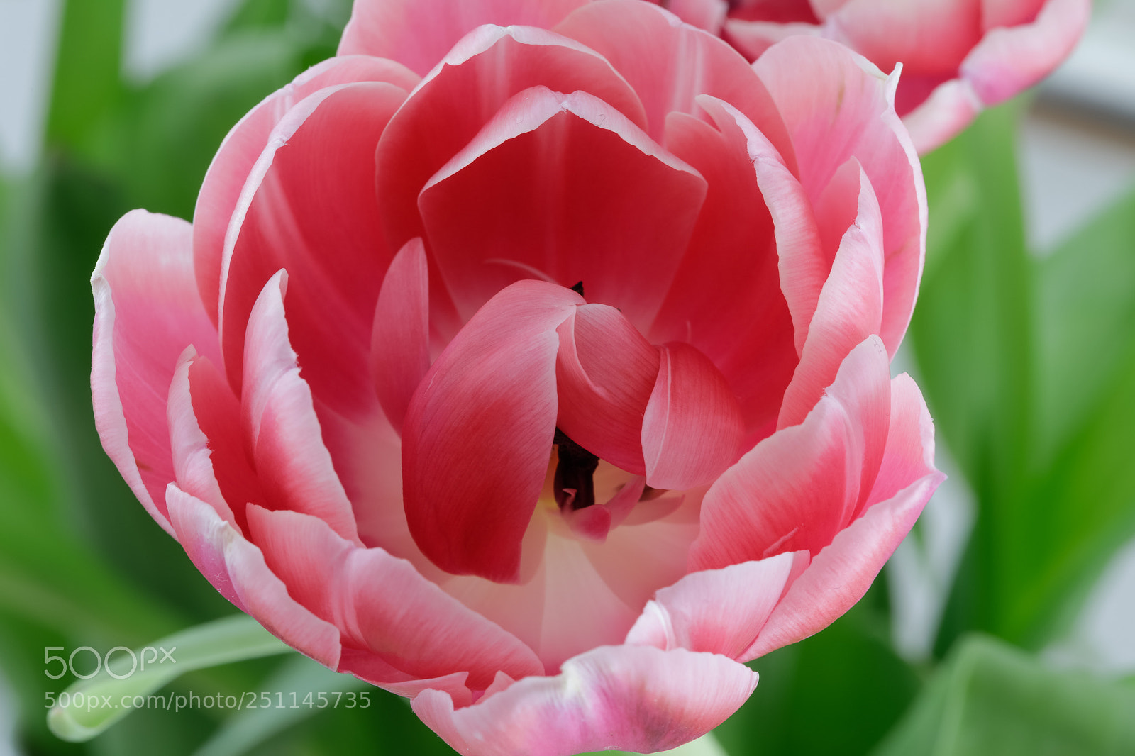 Canon EOS 5D Mark IV sample photo. Tulip photography