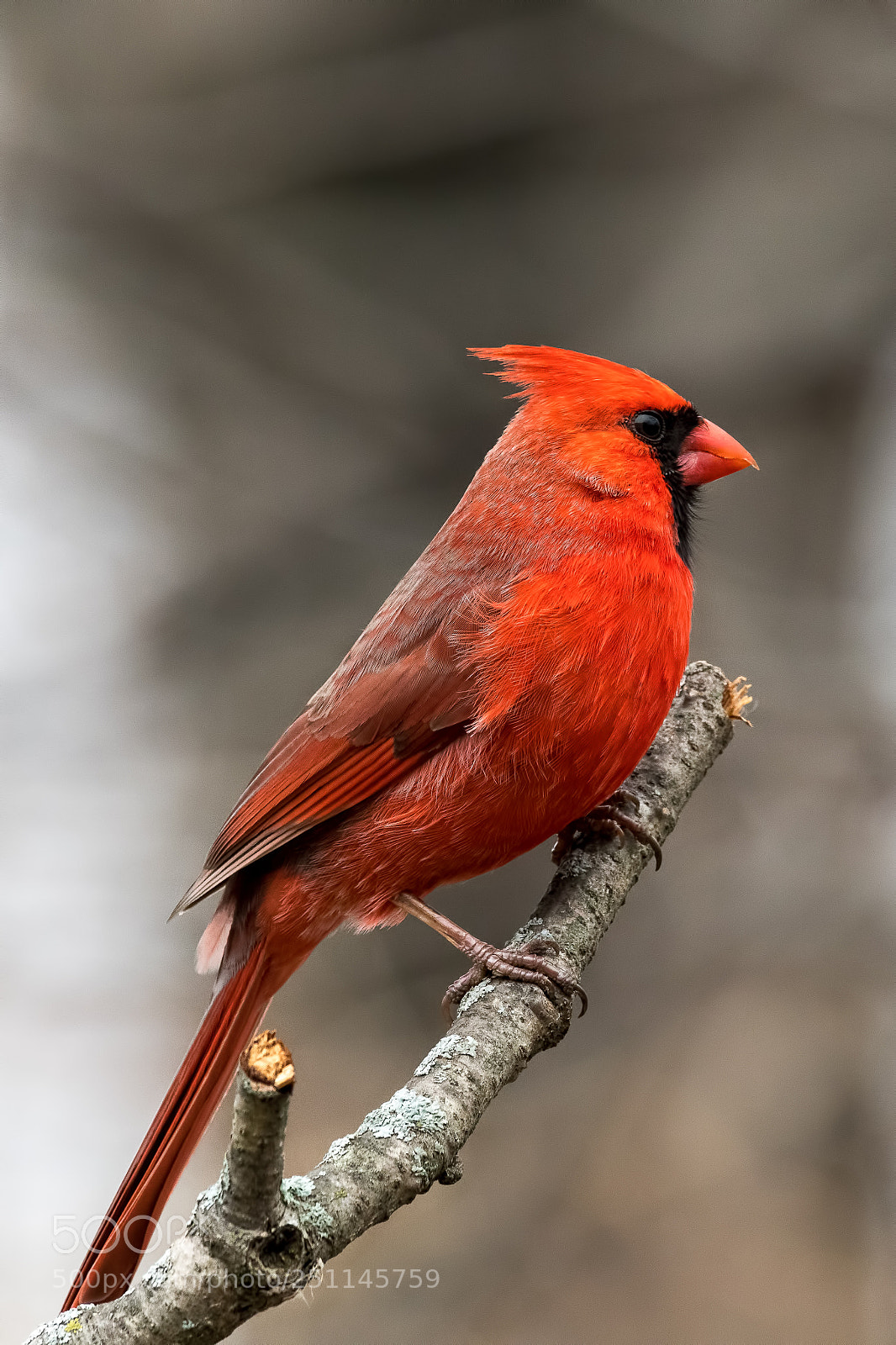 Nikon D850 sample photo. Northern cardinal photography