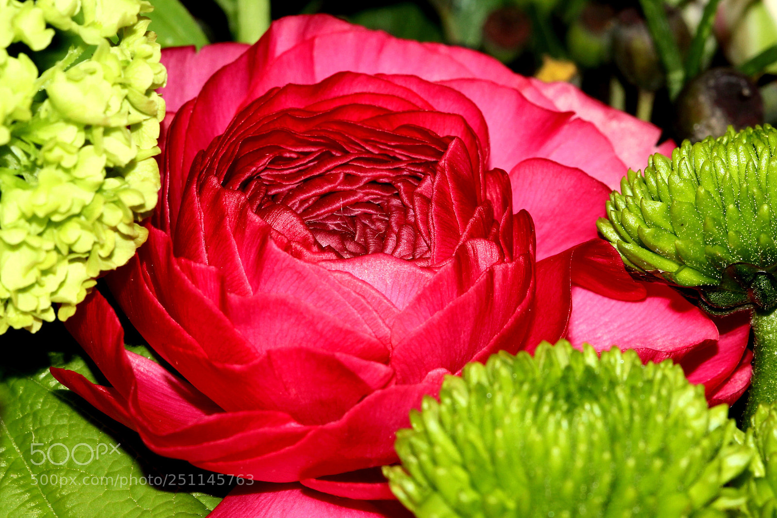 Canon EOS 60D sample photo. Flowers photography