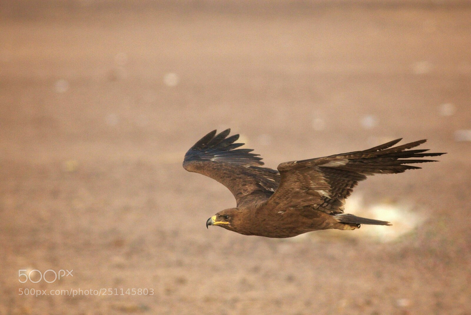Canon EOS 7D Mark II sample photo. Steppe eagle photography