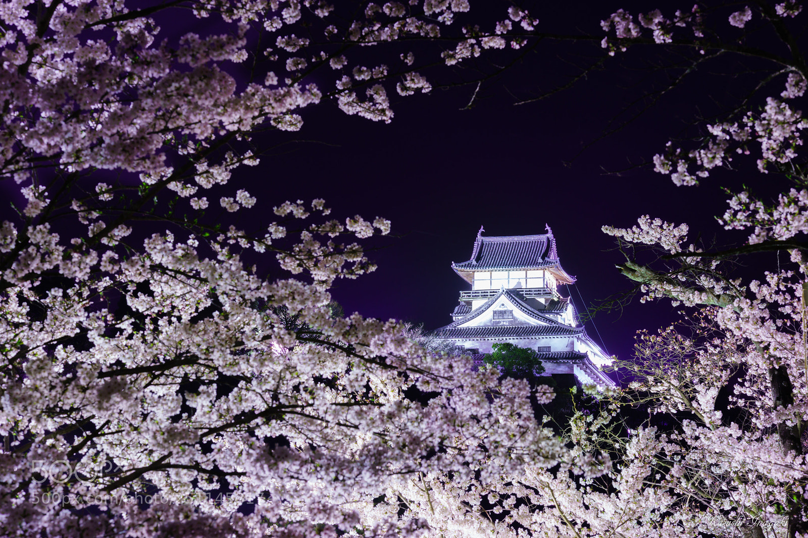 Sony SLT-A99V sample photo. Cherry blossom at night photography