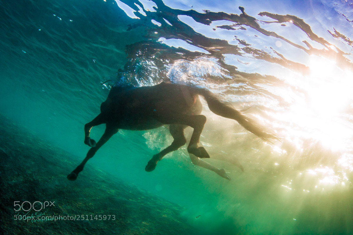 Canon EOS 7D sample photo. Swimming horse underwater shot photography