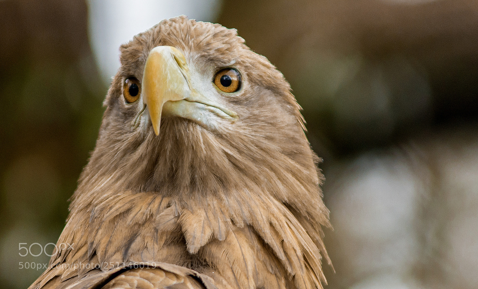 Nikon D7200 sample photo. Seeadler portrait ii photography
