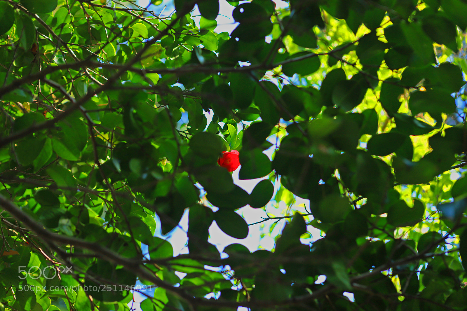 Canon EOS 6D Mark II sample photo. Red photography