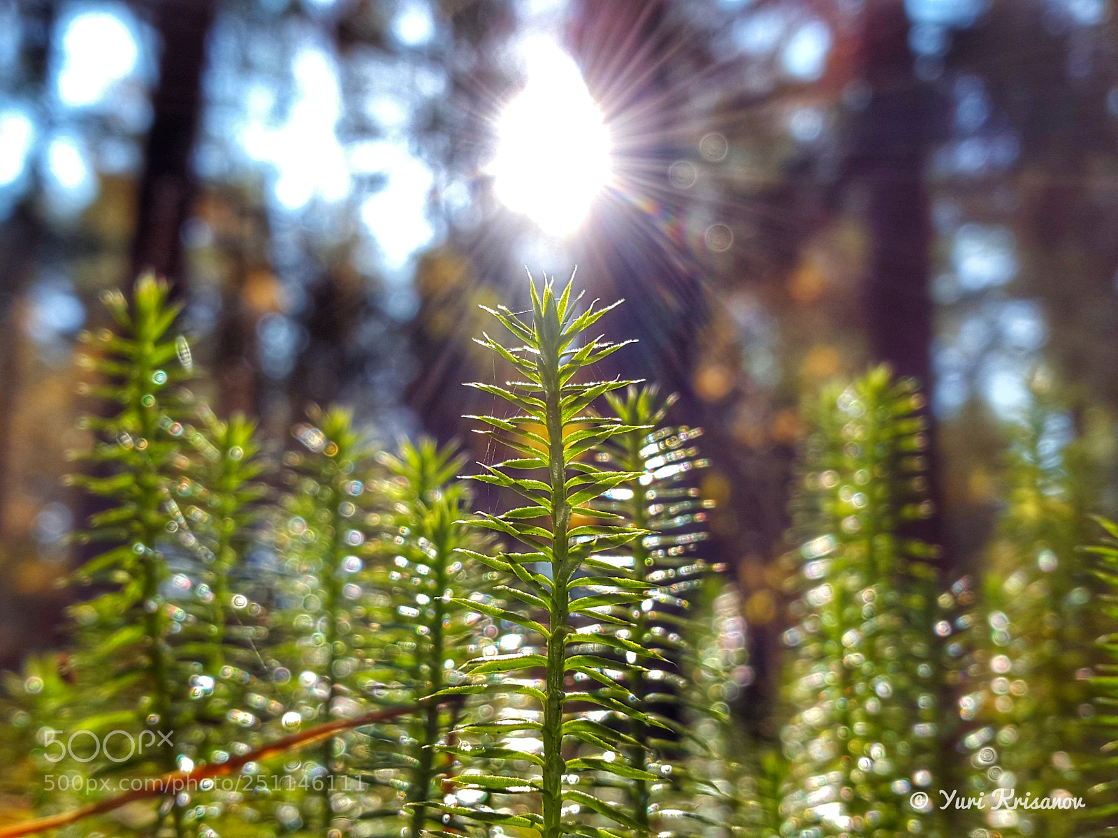 Samsung Galaxy Alpha sample photo. Moss in the sunlight photography