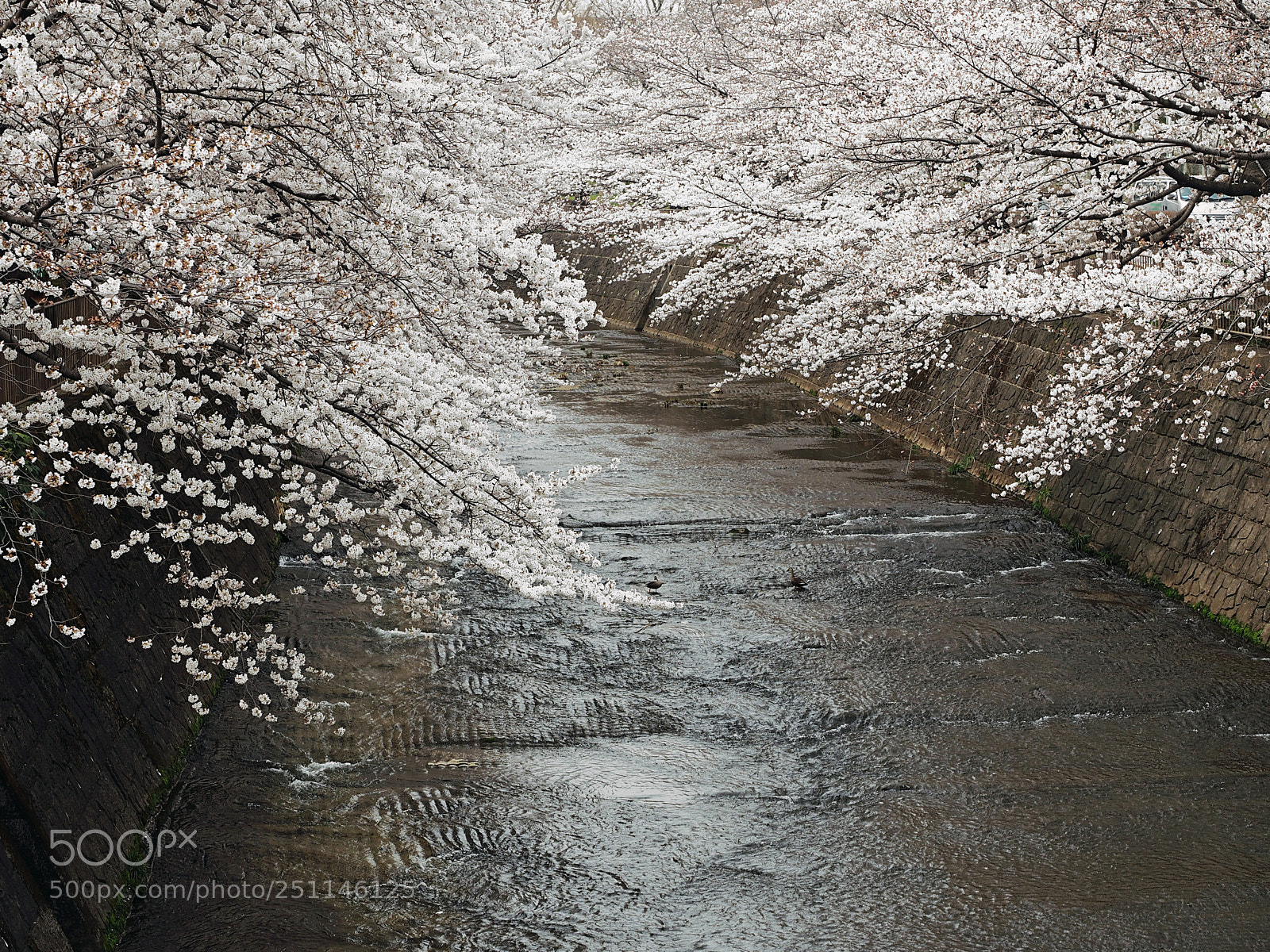 Olympus OM-D E-M5 II sample photo. Glorious spring 2 photography