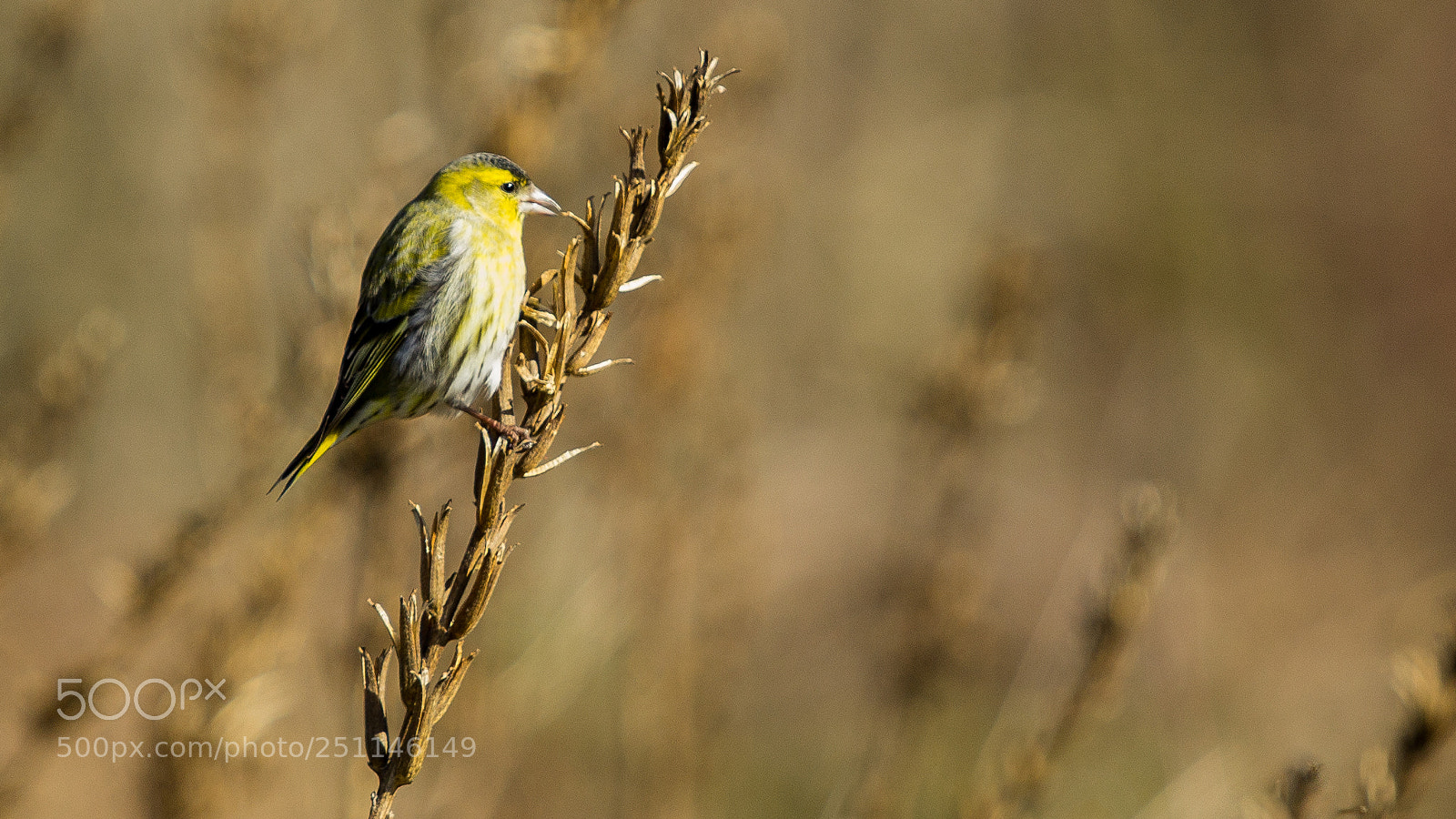 Canon EOS 1200D (EOS Rebel T5 / EOS Kiss X70 / EOS Hi) sample photo. Yellow bird photography