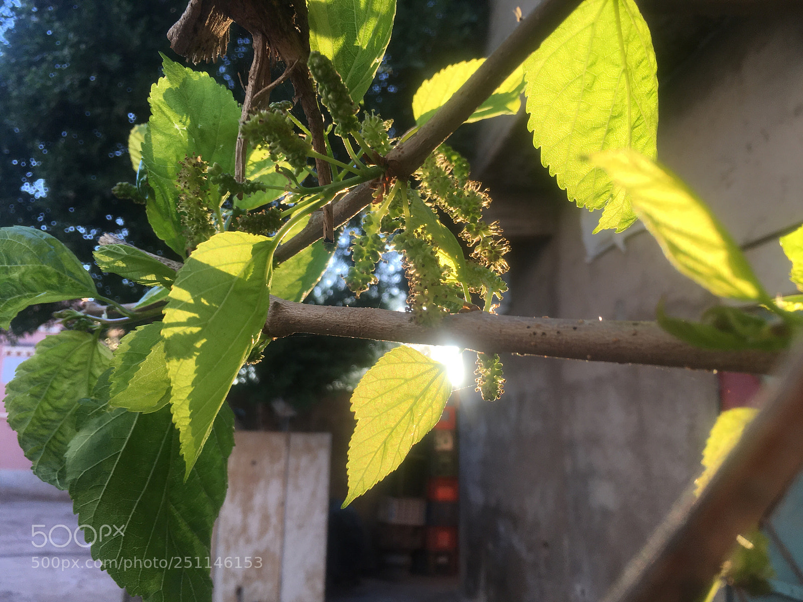Apple iPhone 6s sample photo. #spring  photography