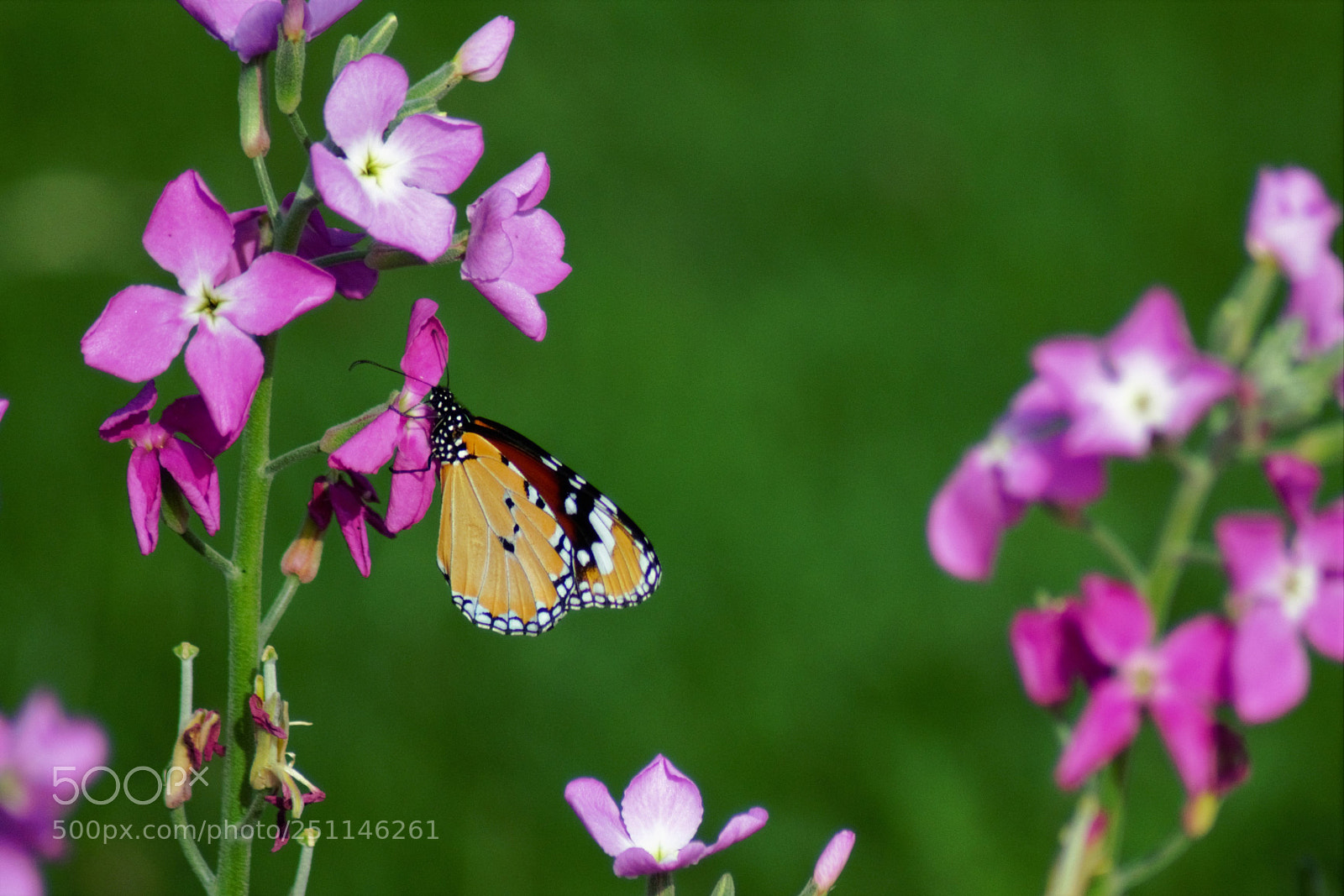Nikon D3100 sample photo. Mood of butterfly photography