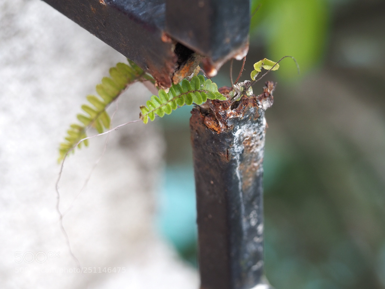 Olympus OM-D E-M10 III sample photo. Fern photography