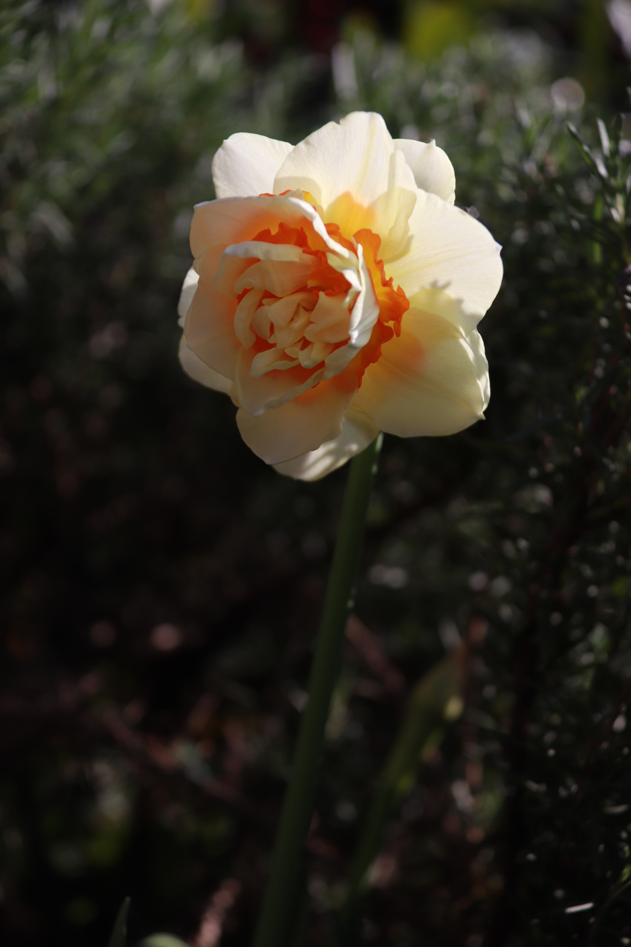 Canon EF-S 18-200mm F3.5-5.6 IS sample photo. 向阳 photography